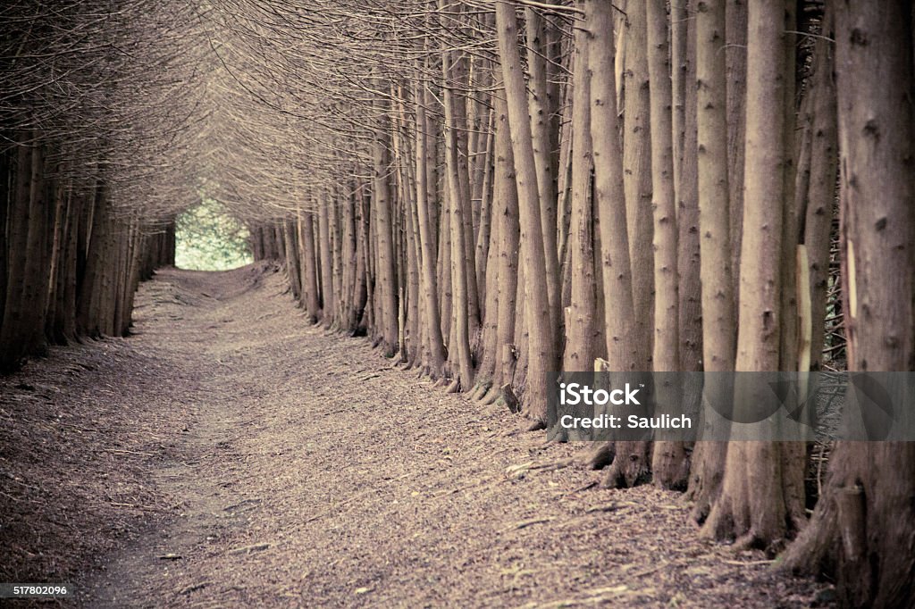 Grove In Forest Dark Forest Grove With Trees Growing Stock Photo - Download Image Now ...