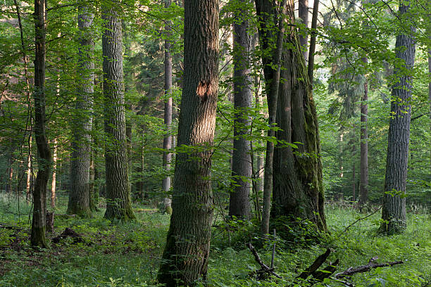 istock Old oaks in summer misty forest 517802387