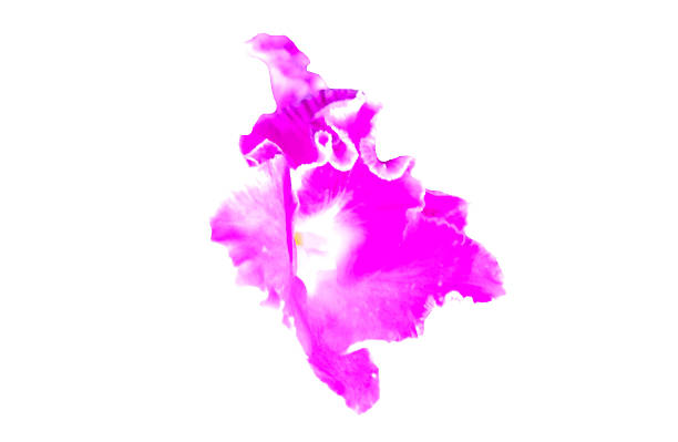 istock beautiful purple orchids blooms 517802459