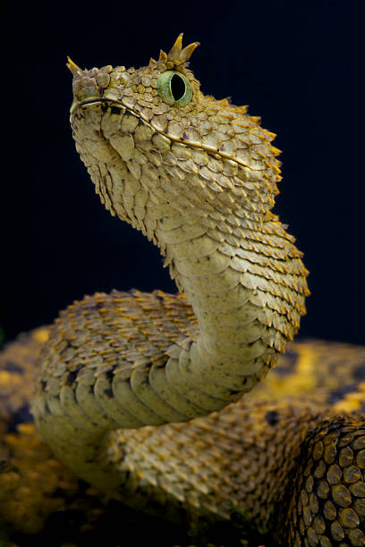 istock Usambara horned viper / Atheris ceratophora 517802499