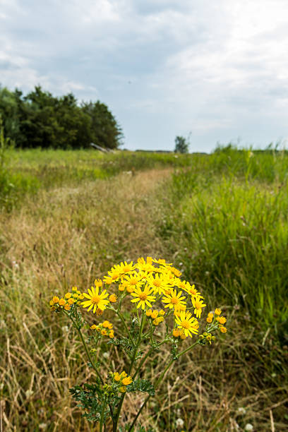 istock Yellow flowering Ragwort plant 517802531