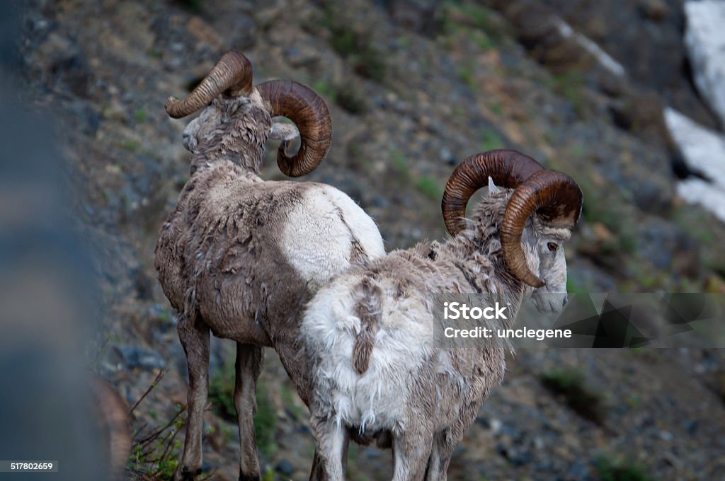 Two bighorn sheep Rear view of two bighorn sheep Animal Stock Photo