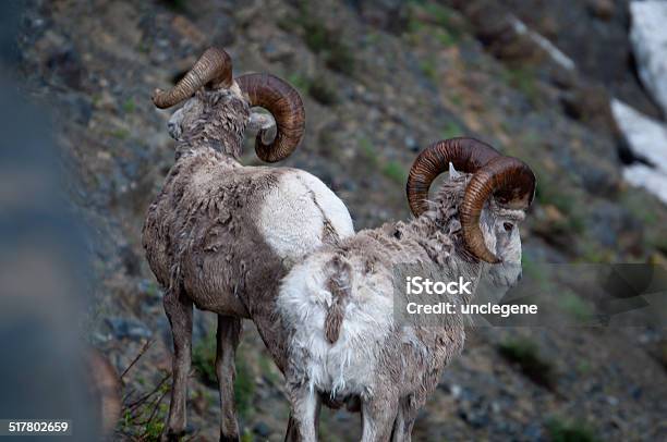 Two Bighorn Sheep Stock Photo - Download Image Now - Animal, Animal Hair, Animals In The Wild