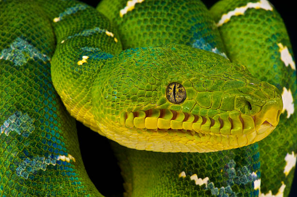 Emerald tree boa / Corallus caninus The Emerald tree boa is a large non venomous snake species found in French Guyana, Suriname and Brazil. green boa snake corallus caninus stock pictures, royalty-free photos & images