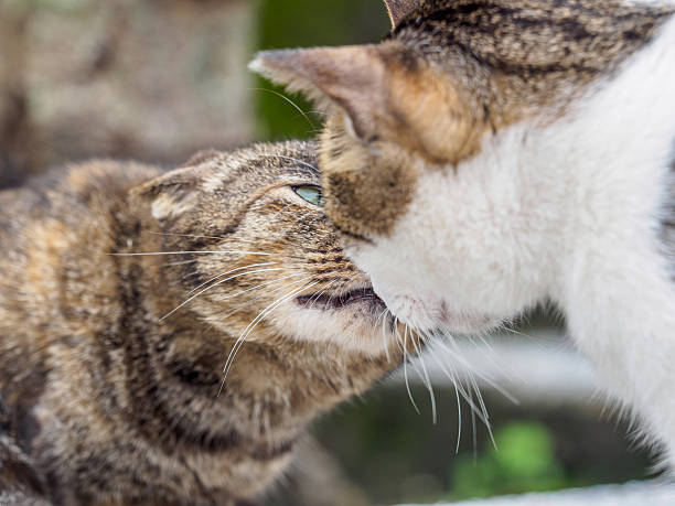 istock cute cat in the Taiwan 517802966