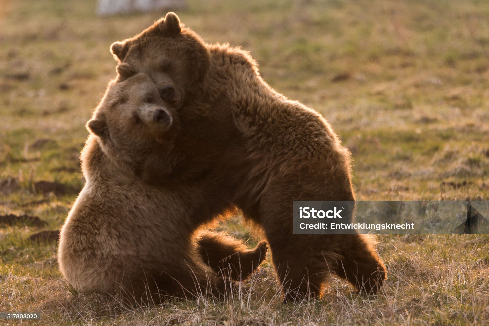 two-cute-bears-cuddle-together.jpg