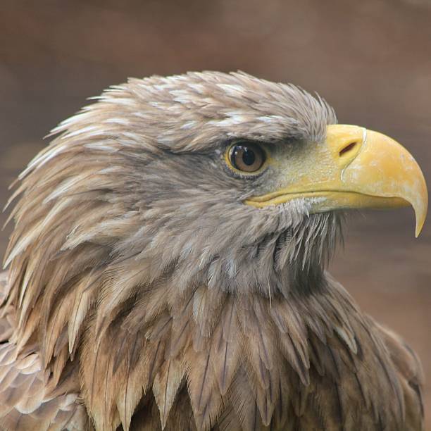 Golden Eagle stock photo