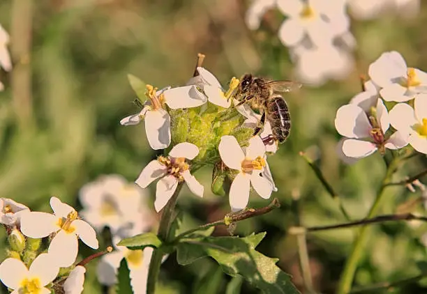 Bee foraging for a flower - fauna of France.