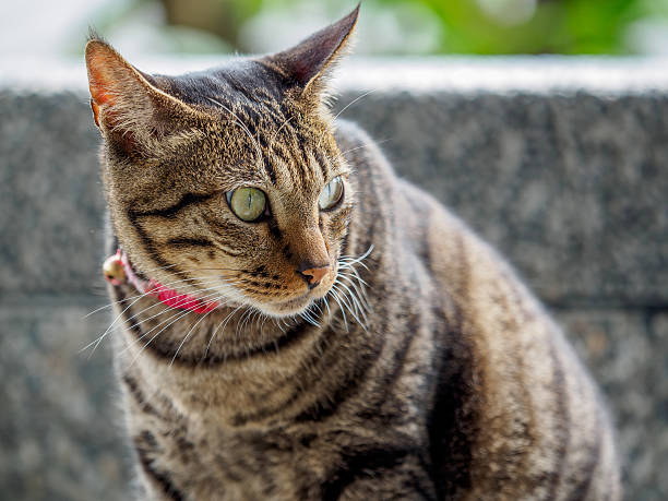 istock cute cat in the Taiwan 517803898