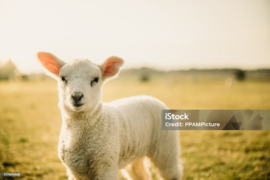 L'agneau de Pâques - Photo de Agneau - Animal libre de droits
