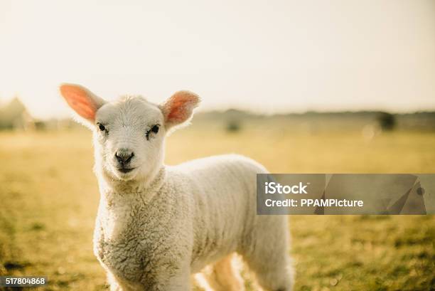 Photo libre de droit de Lagneau De Pâques banque d'images et plus d'images libres de droit de Agneau - Animal - Agneau - Animal, Agneau - Viande, Pâques