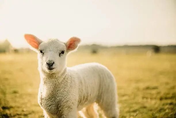 Photo of Easter Lamb