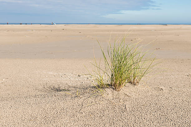 istock Beach with a plant marram grass. 517805118