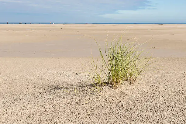 North Sea Beach with a plant marram grass on the island of Terschelling in the Netherlands.