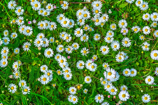 Daisy flower blossom. Greeting card background. Soft toned effect