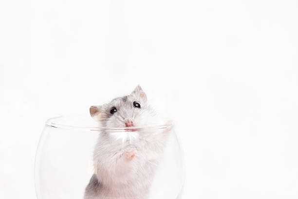 istock Jungar hamster in a transparent glass 517805886