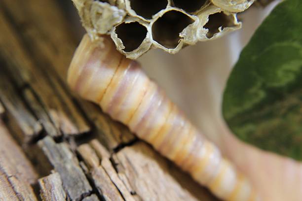 istock wood, seashell and wasp's nest photograph 517807496