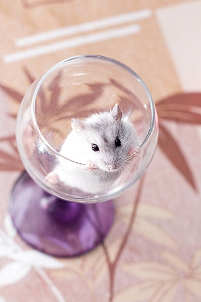 istock tiny Djungarian hamster in a transparent glass 517808126