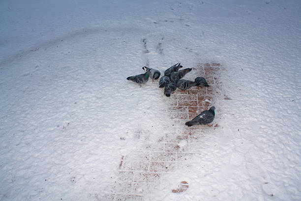 Pigeons on the snow in the city on a brick road. 