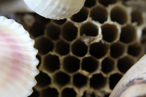 Multiple Objects Natural Group Of Natural Objects Stock Photo - Download Image Now - Animal ...