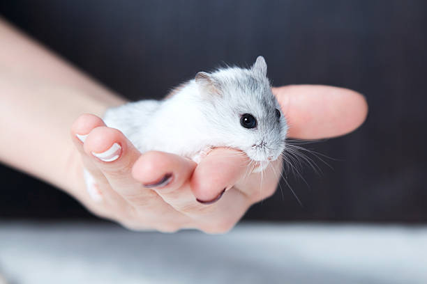 istock beautiful dwarf hamster in woman hands 517808798