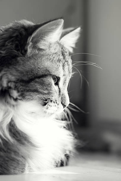 istock black and white portrait of a cat 517810492