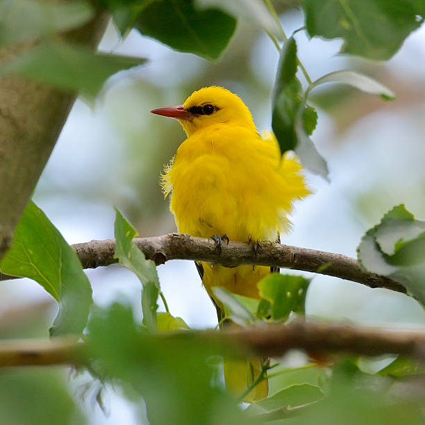 Golden Oriole in natural habitat - male (Oriolus oriolus)