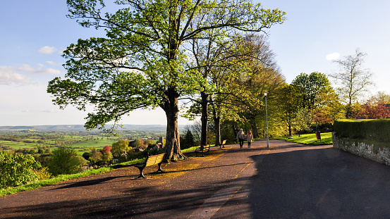 The hilltop avenue of trees on Park Walk in Shaftesbury, Dorset.