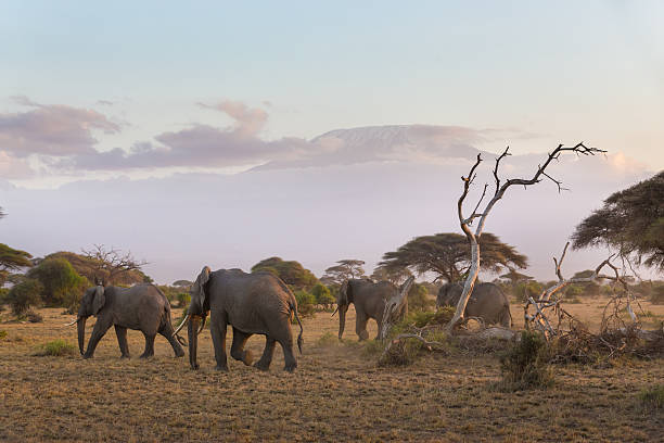istock Elephants in front of Kilimanjaro, Amboseli, Kenya 517810864