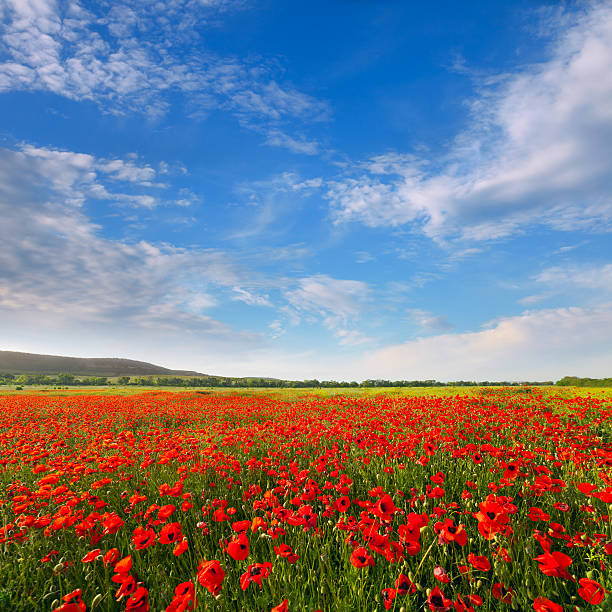 papaveráceas vermelho sobre um fundo de céu azul - poppy field imagens e fotografias de stock