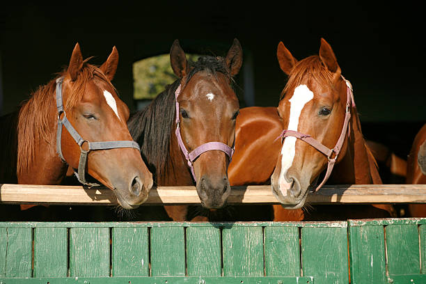 istock Beautiful thoroughbred horses at the barn door. 517812333