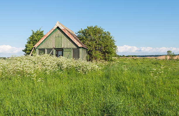 istock Old wooden barn overgrown with weeds 517814055