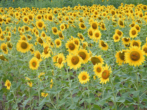 In a field of young sunflowers, blooms sway in unison to a late summer breeze; August, Ohio