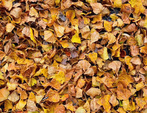 Background of golden fallen leaves lying on the ground.