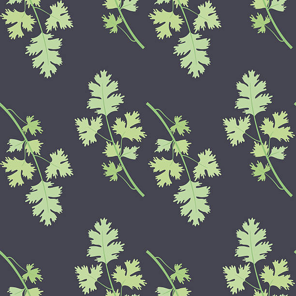 Herbs for cooking. Cilantro bunch vector seamless pattern vector art illustration