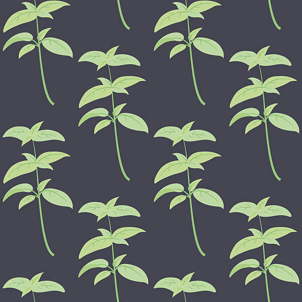Herbs for cooking. Basil bunch vector seamless pattern vector art illustration