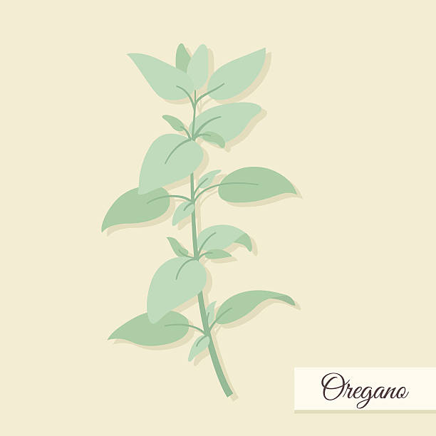 Herbs for cooking. Oregano bunch vector illustration vector art illustration