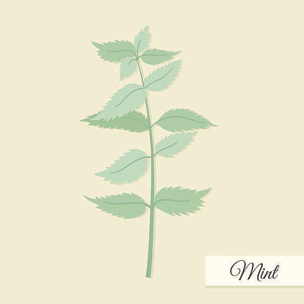 Herbs for cooking. Mint bunch vector illustration vector art illustration