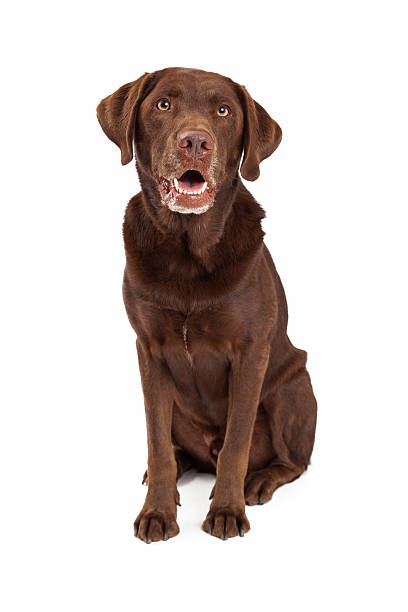 istock Chocolate Labrador Retriever Dog Sitting Looking Forward 517815313