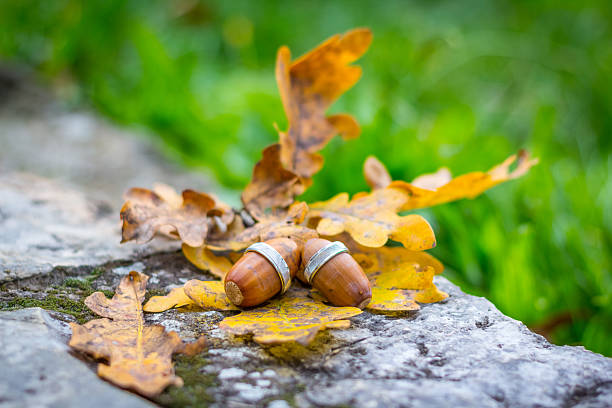 Wedding Rings on acorns stock photo