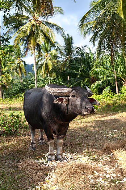 buffalo, jungle, palm tree black buffalo in the jungle among green palm trees gaur stock pictures, royalty-free photos & images