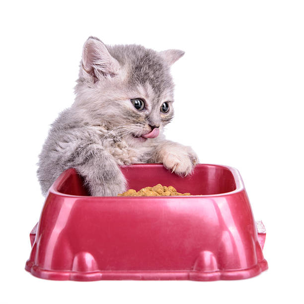 istock kitten eat diet food 517815715