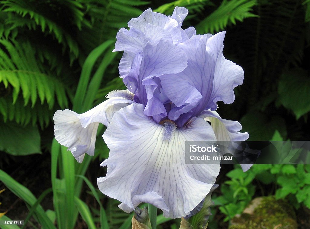 Iris Dichter Rhyme - Lizenzfrei Blau Stock-Foto