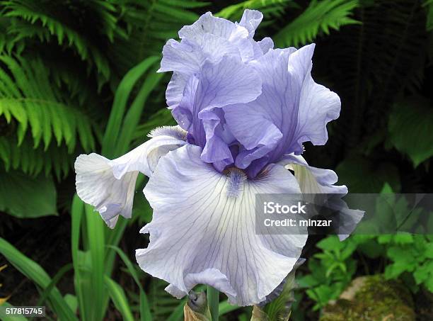 Iris Dichter Rhyme Stockfoto und mehr Bilder von Blau - Blau, Blume, Dichter