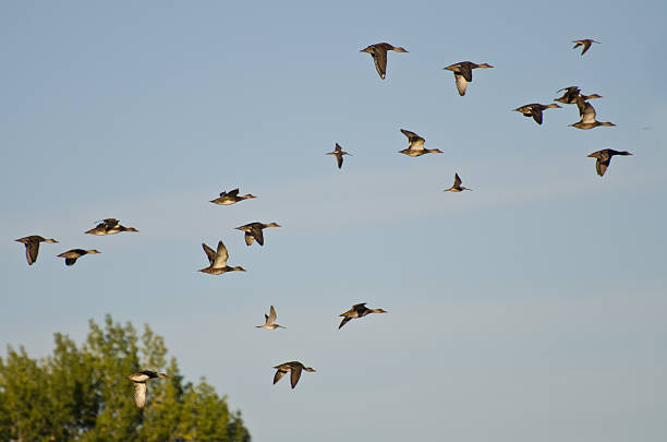 istock Waterfowl Taking to Flight in the Marsh 517815995