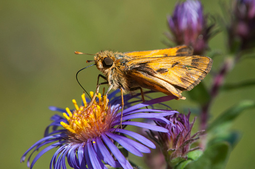 Fiery Skipper on a flower.