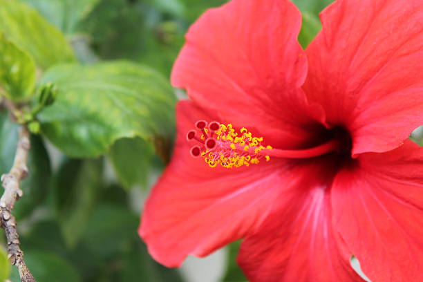 istock red hibiscus flower on plant 517816205