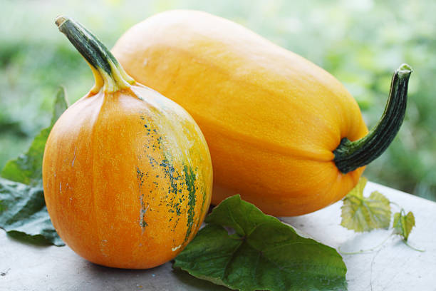 istock Still life of ripe pumpkins 517816609