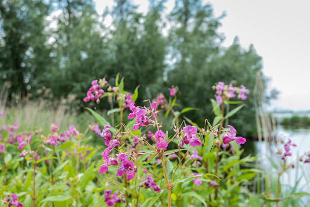 Violet blooming Himalayan Balsam from close Closeup of pink flowering Policeman's Helmet or Impatiens glandulifera plants in their natural habitat. ornamental jewelweed stock pictures, royalty-free photos & images