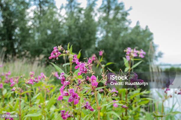 Violet Blooming Himalayan Balsam From Close Stock Photo - Download Image Now - Ornamental Jewelweed, Biodiversity, Botany